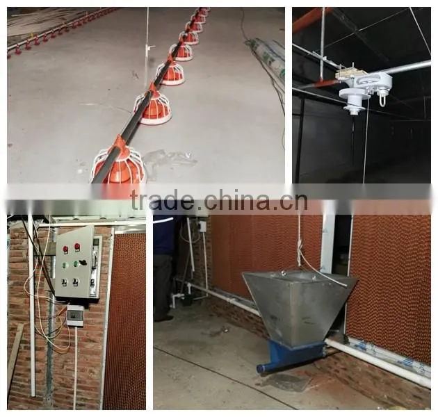automatic chicken feeding chicken feeding line poultry chain feeding system