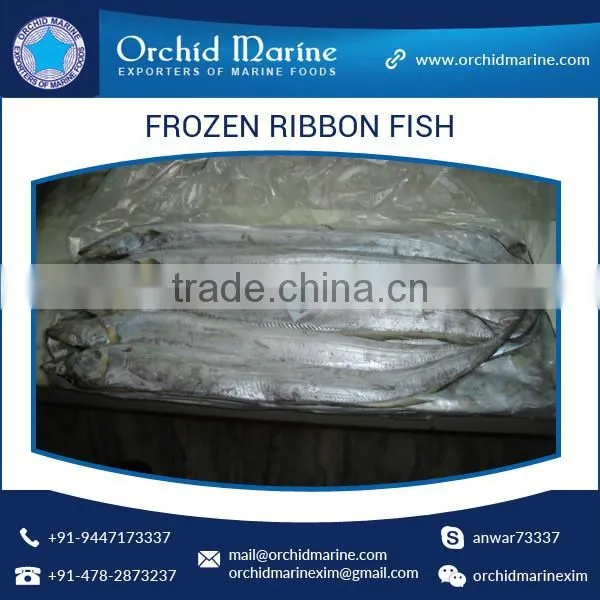 Natural and Pure Juicy Frozen Ribbon Fish/ Sea Food for Wholesale Supply