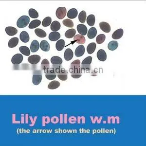 prepared pollen slides for education medical science study