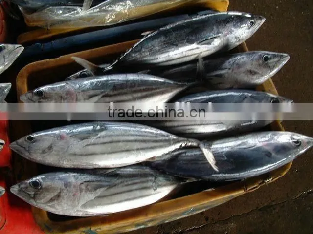 Precooked frozen skipjack loin with 10% flakes