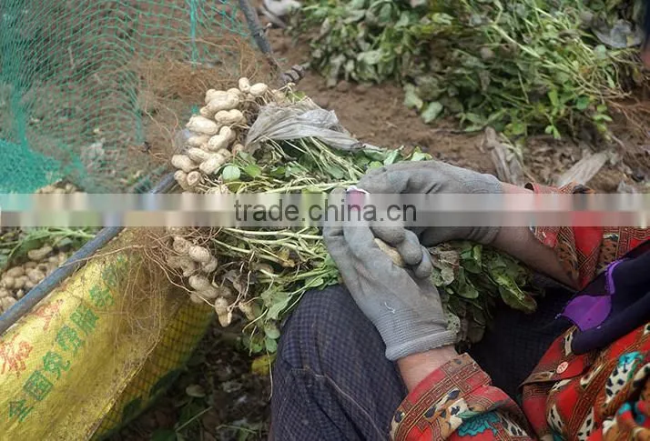 Blanched Peanut