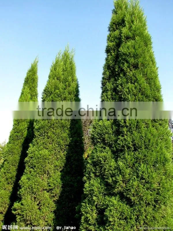 agriculture super Absorbent Polymer (SAP) used for agriculture