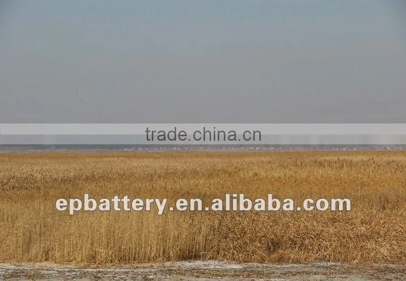 reed screen