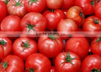 Double Concentrate Canned Tomato Paste