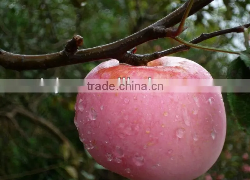 Huge Fuji apple