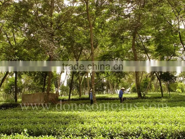 High mountain Vietnam Green tea