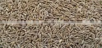 Cumin Seed European Quality