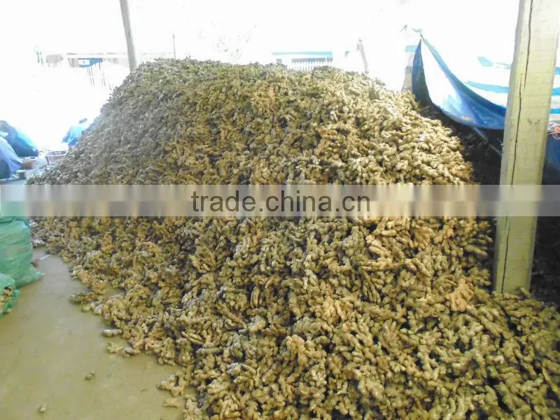 New Ginger from viet nam 2015 - 2016