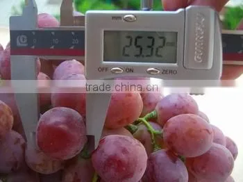 Fresh style and grapefruit type fresh fruit from China
