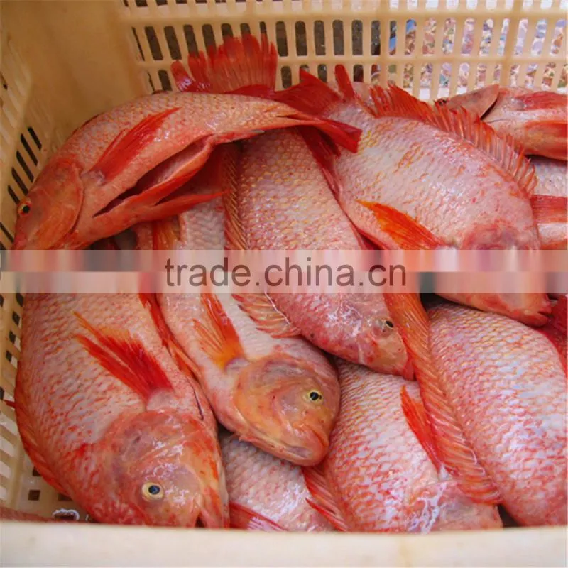China Grade A frozen Red tilapia fish Fresh hot sales