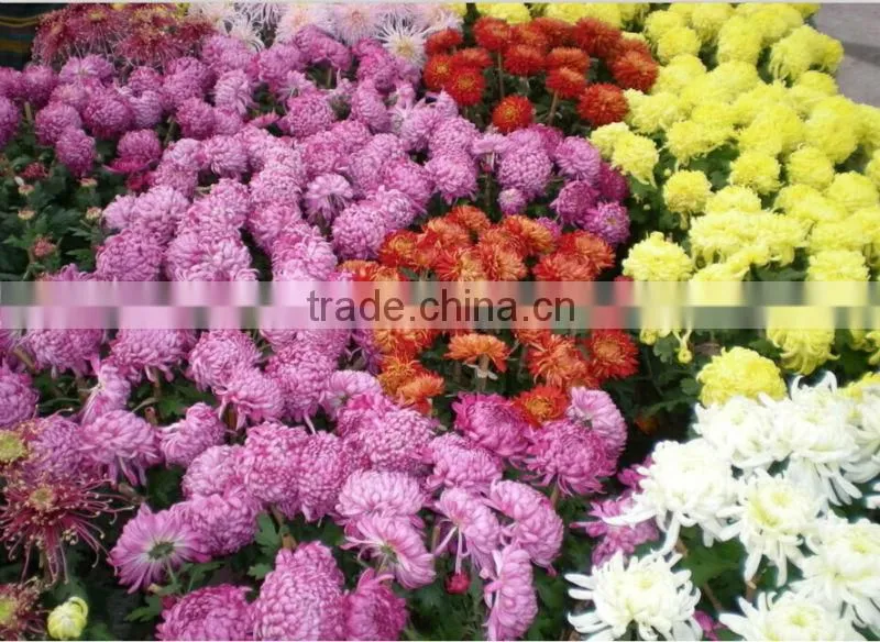 Hybrid Chrysanthemum Seeds For Sale