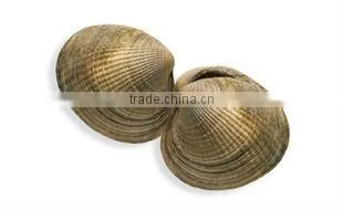 New Zealand Omega Littleneck Clams