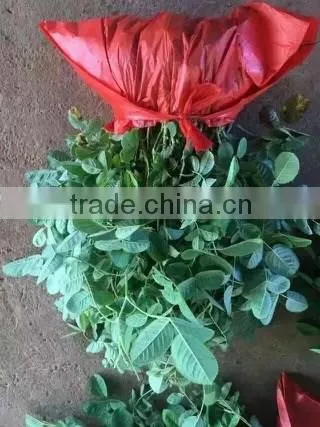 Easy survival rose seedling