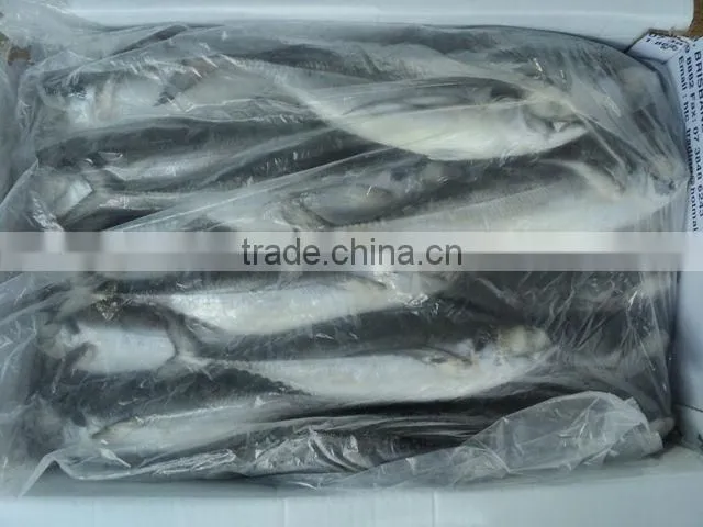Frozen Horse mackerel