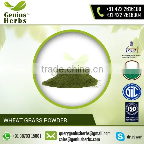 High Grade Wheat Grass Powder For OEM
