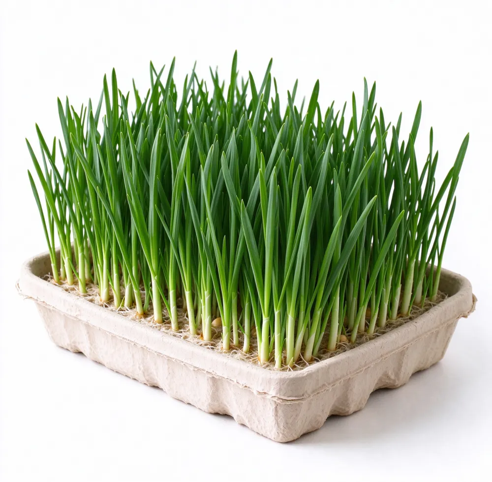 molded-fiber-growing-tray.png
