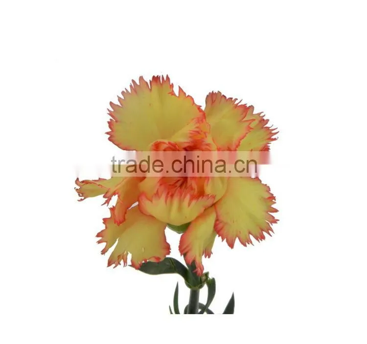 Top grade Carnival cheap flower single stem carnation