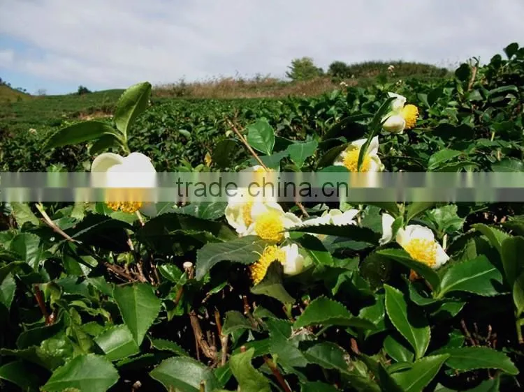 China Bee Pollen Raw Honey Bee Pollen Supplements From China Bee Pollen