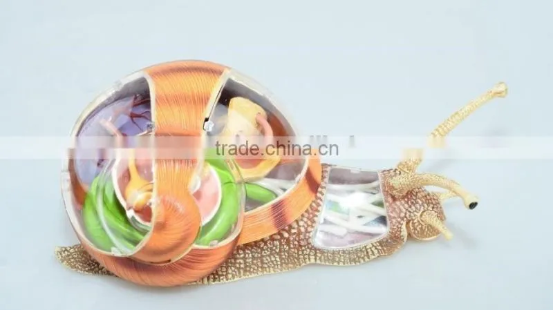V-AM055 4D MASTER Snail specimens anatomical model