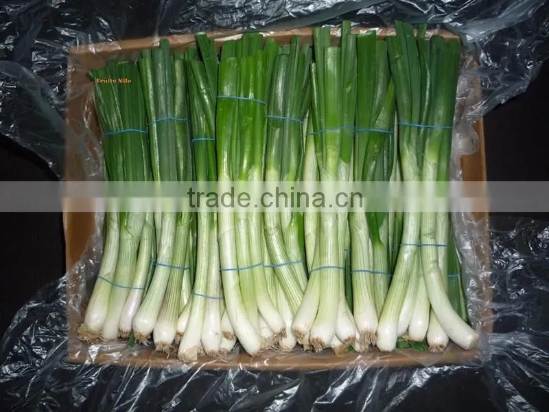Spring Onion