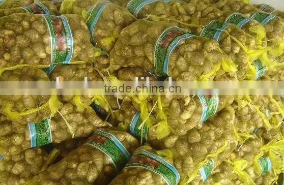 Chinese taro root 60g and up