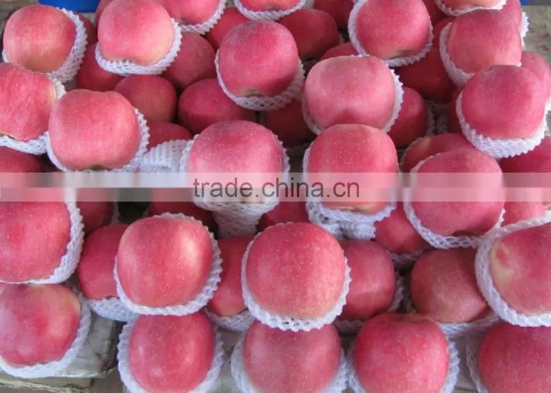 2016 Freshest Crop Fresh Fuji Apple