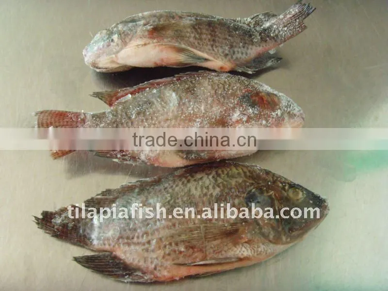 Best Bream Frozen Gutted Scaled Tilapia