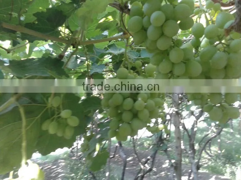 green Superior seedlees grapes