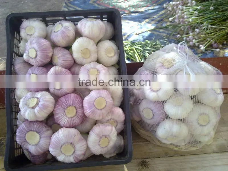ALMOST GARLIC SIZES ARE AVAILABLE HERE