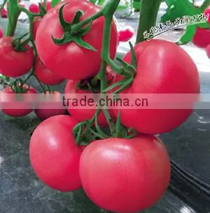 Hybrid F1 Tomato Seeds Red Princess No.7