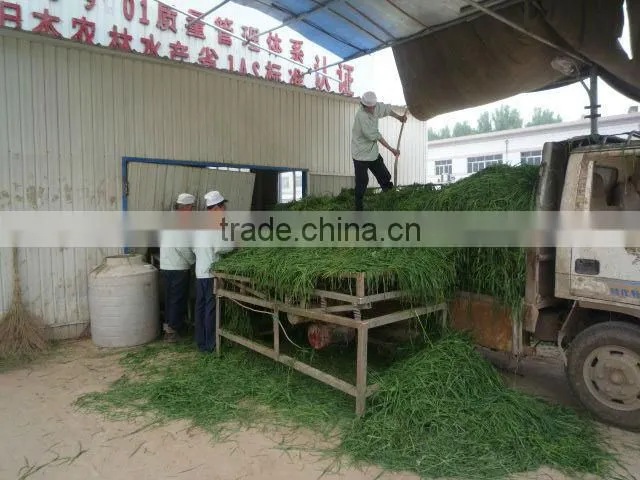 Health Drink Organic Wheat Grass Powder