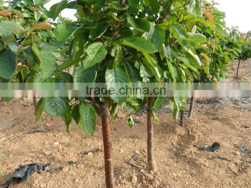 sweet fresh Cherry seedling