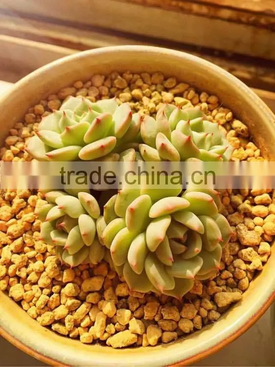Cactus Soil/Gardening Soil/Trace Element Soil