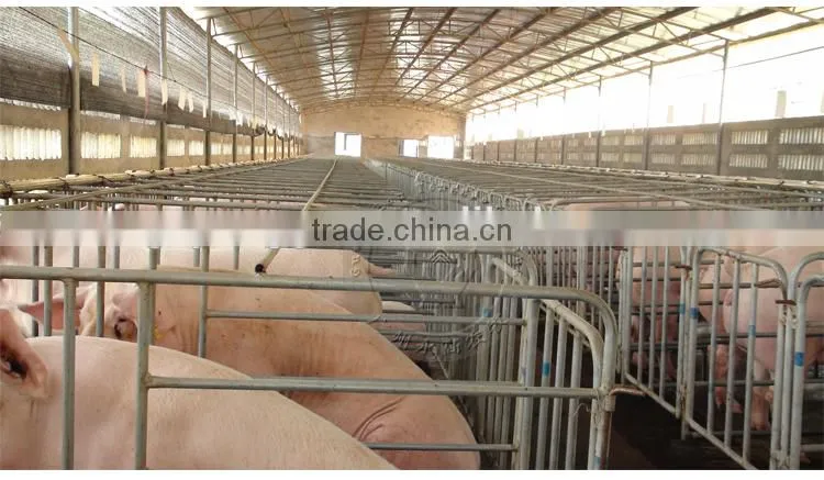 Pig Farm Automatic Feeding System Pig Poultry Feed delivery line