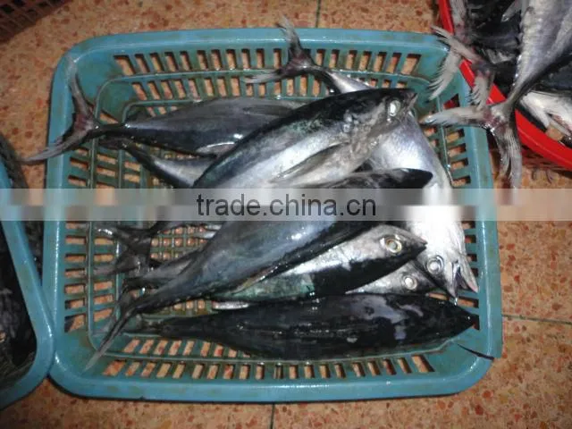 frozen big eye whole tuna fish