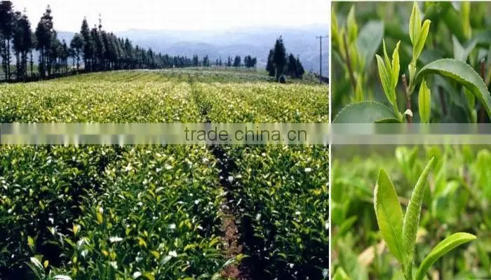 white silver needle, organic silver needle white tea,baihao yinzhen natural white tea