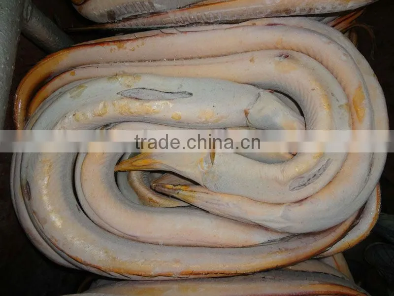 Conger Eel