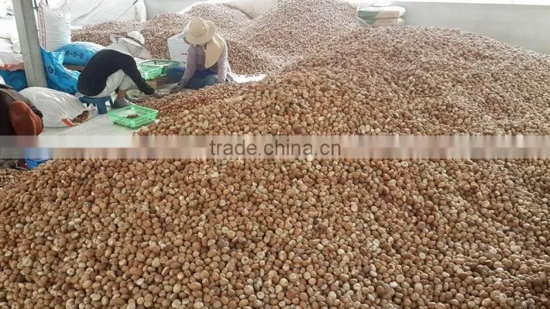 Dried Betel Nut High Quality From Viet Nam