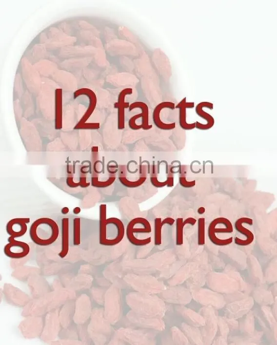 Ningxia Gouqi zi fruit,Yishaotang dried Goji berries nutrition Red medlar boxthorn lycium fruit