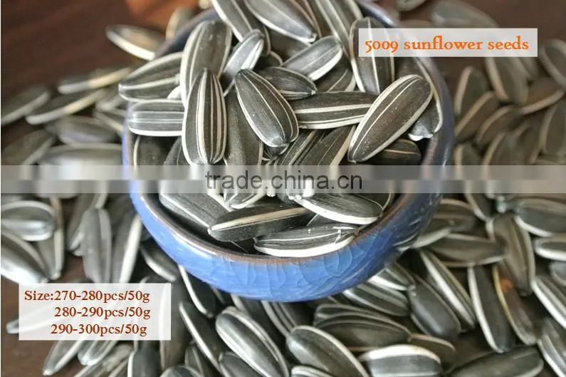 Chinese sunflower seeds 2015 New Crop