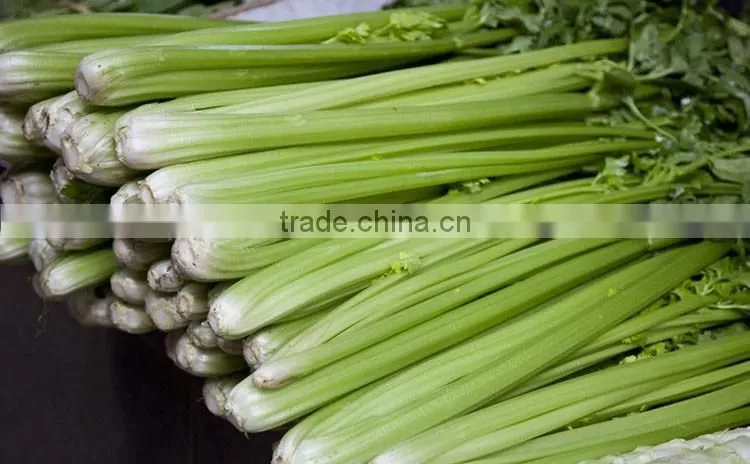 Chinese fresh celery