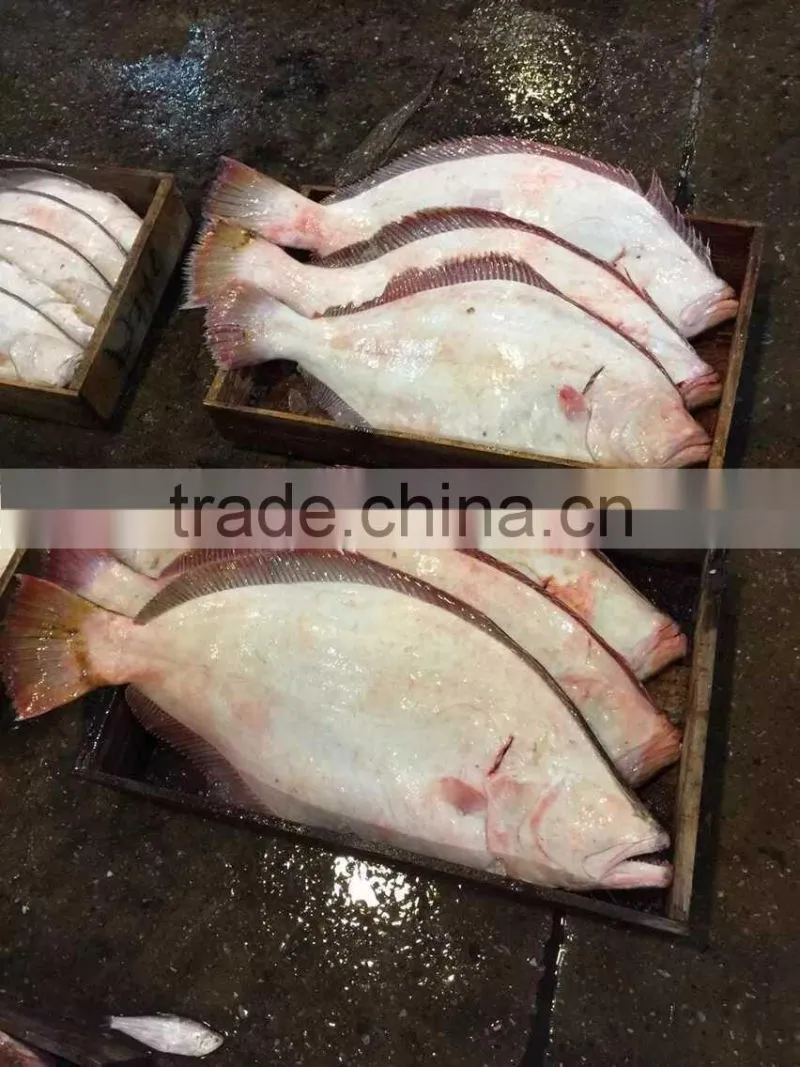 New Arrival Frozen Fish Flounder