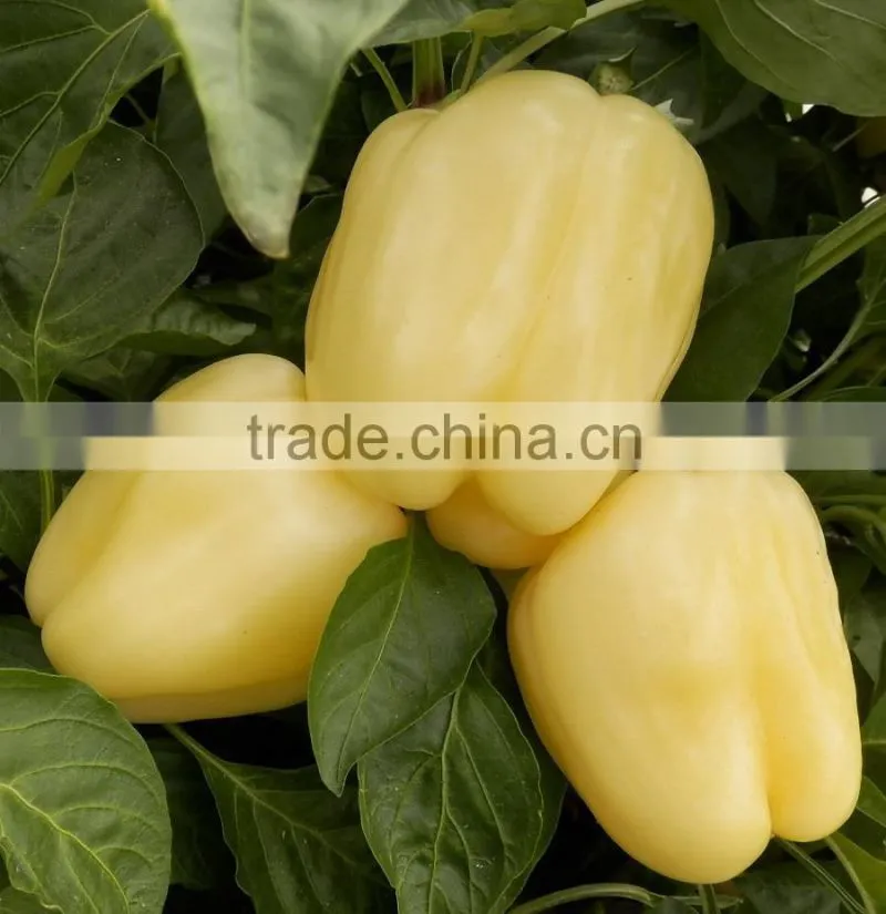 FRESH SWEET BELL PEPPER