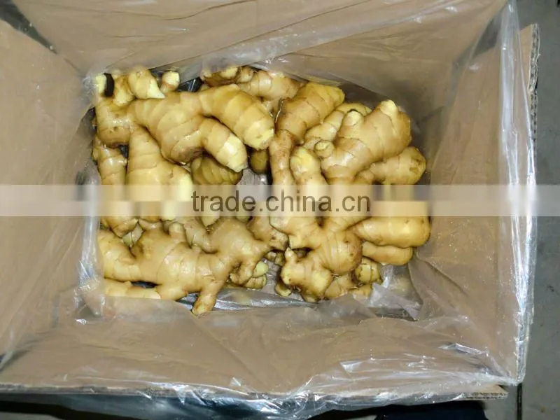 New Crop 2013 Fresh Ginger