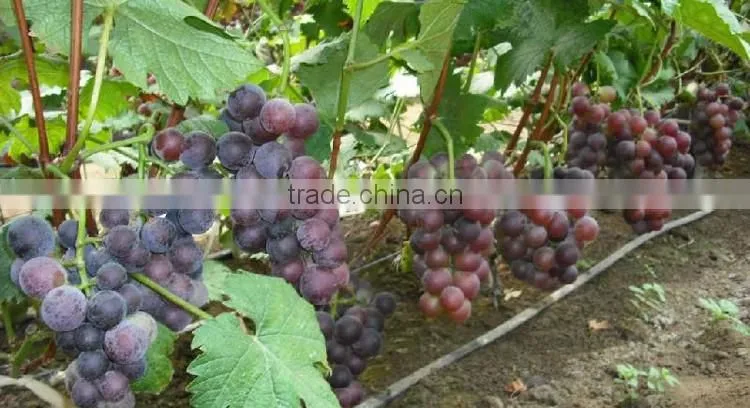 grape tree seedling