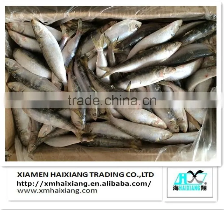 New arrival frozen sardines for bait
