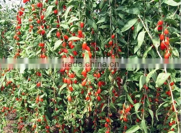 2016 new natural Goji berry/ wolf berry/gouqi
