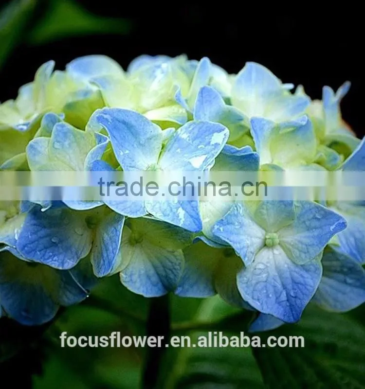 Wholesale Light Blue Hydrangea With High Quality