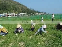 NATURAL GARLIC