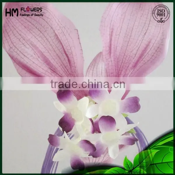 Ornamental Plants Lucy Cat